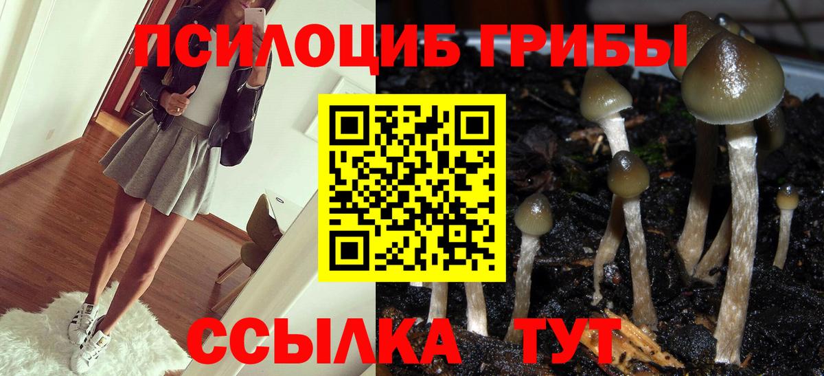Галлюциногенные грибы Psilocybe Курган
