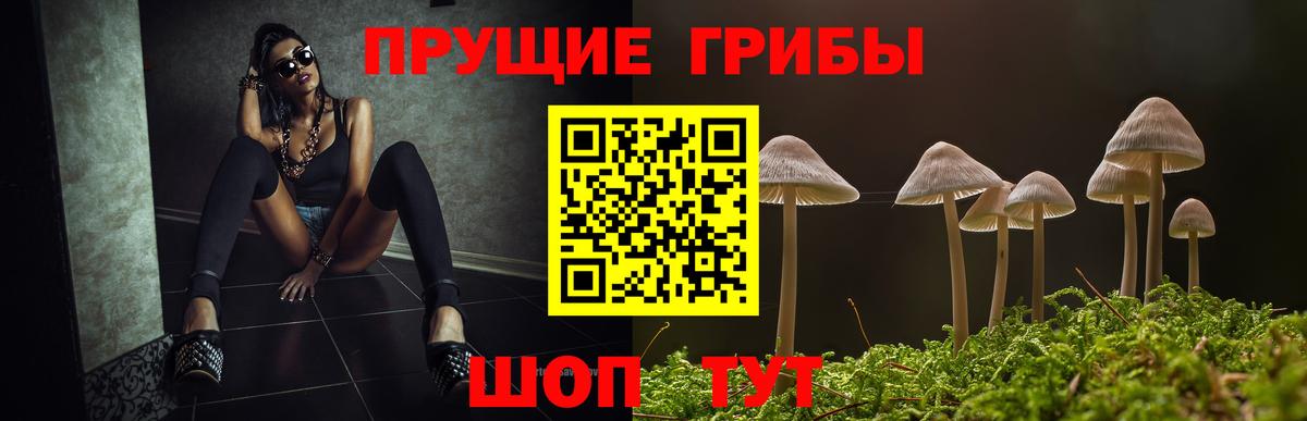 Псилоцибиновые грибы Cubensis Курган